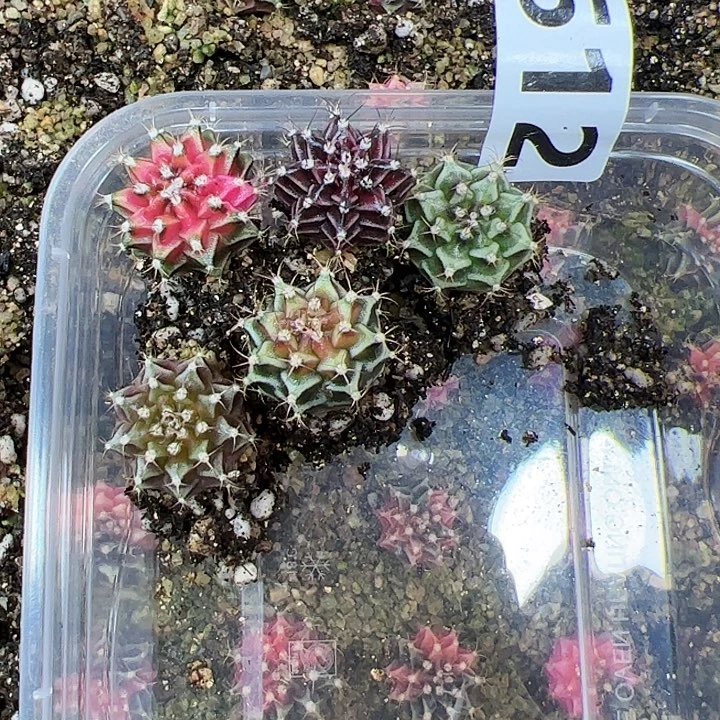 当前无花朵，栽培后可花朵512