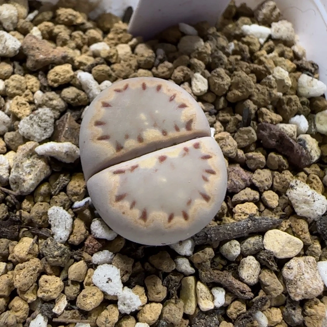 12.2。脱土发。.015饼干。  2002