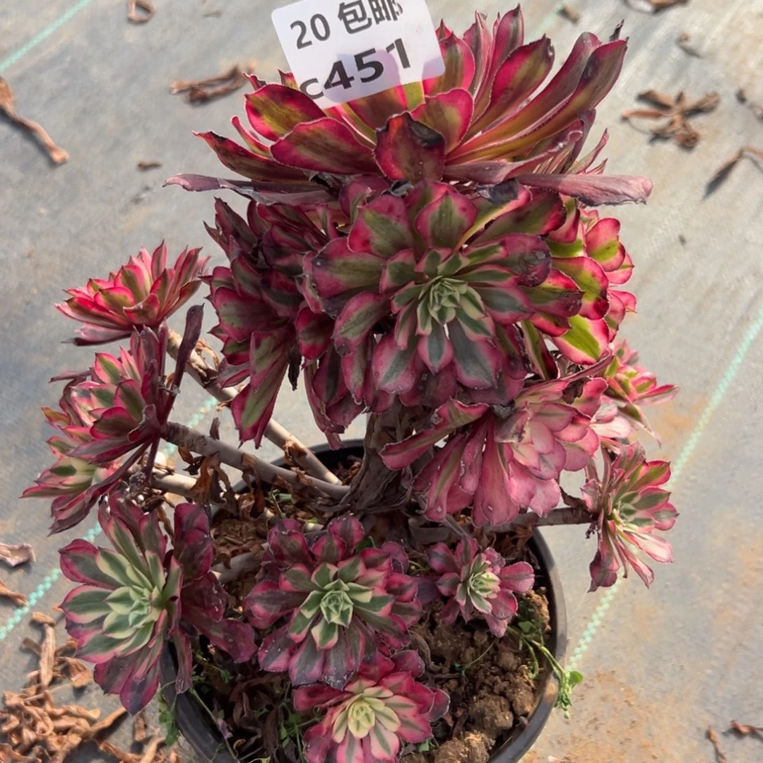 451红铜白，满20包邮