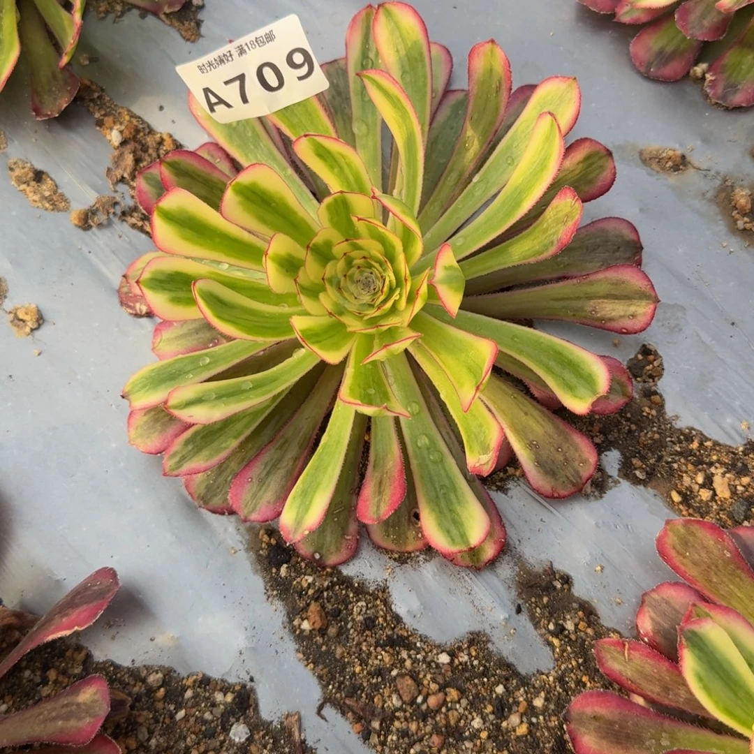 709白月光。多肉植物