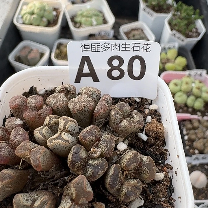 80多肉植物多肉植物