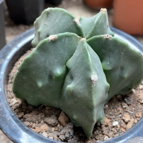 核桃五角不带盆20米