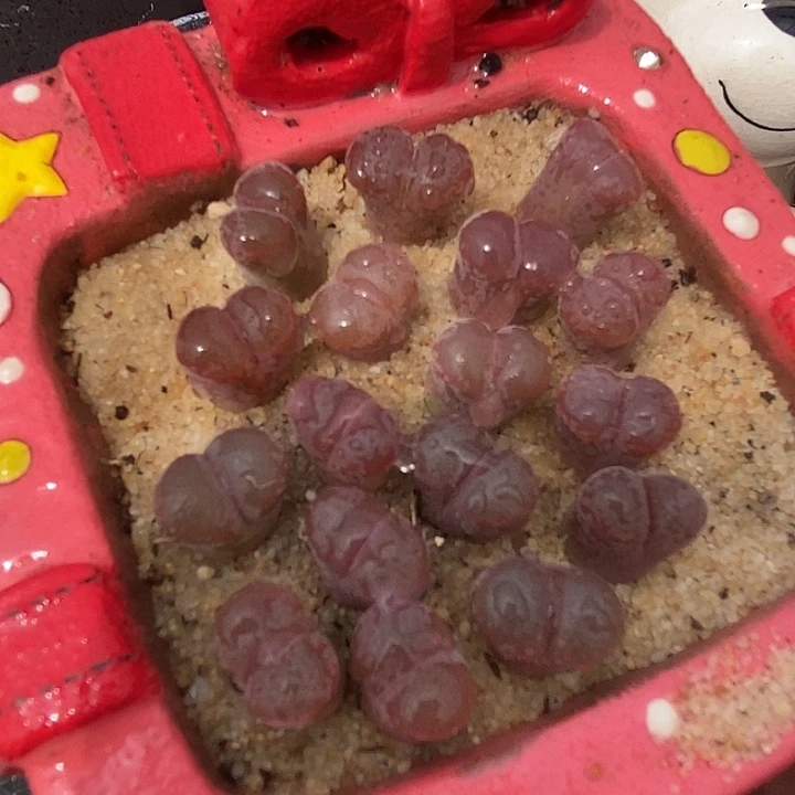 6525超级萝莉风铃一颗