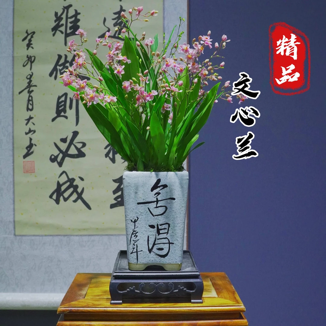 [梦香文心兰]花开200天特A级梦香文心兰带花苞浓香型带陶瓷盆种好