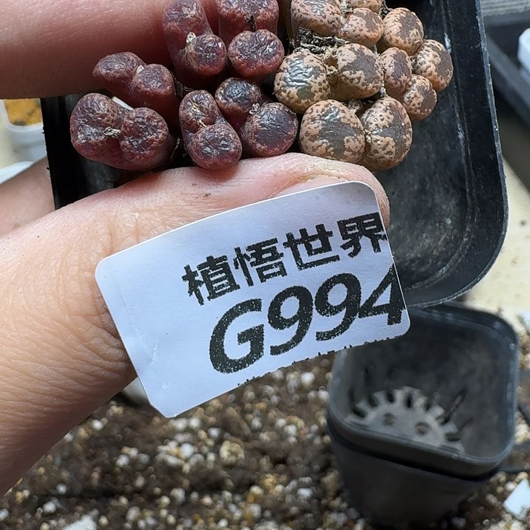 多肉植物的润泽ghb