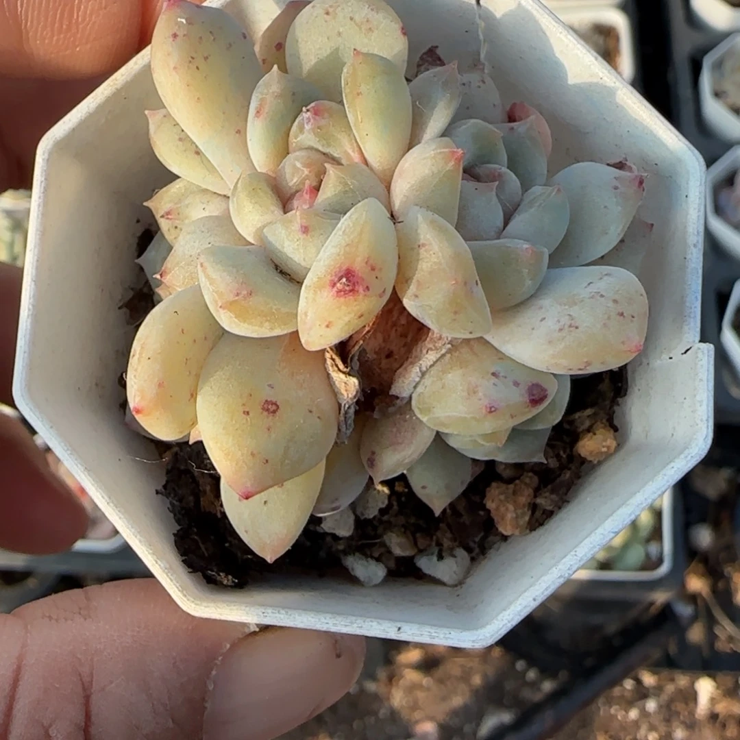 多肉小卡拉米糖心一物一拍