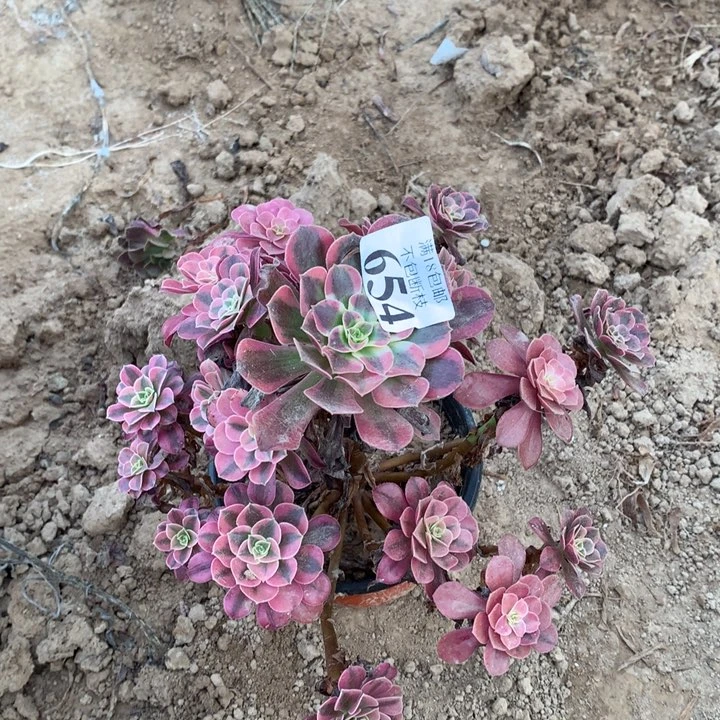 654美杜莎手捧4号