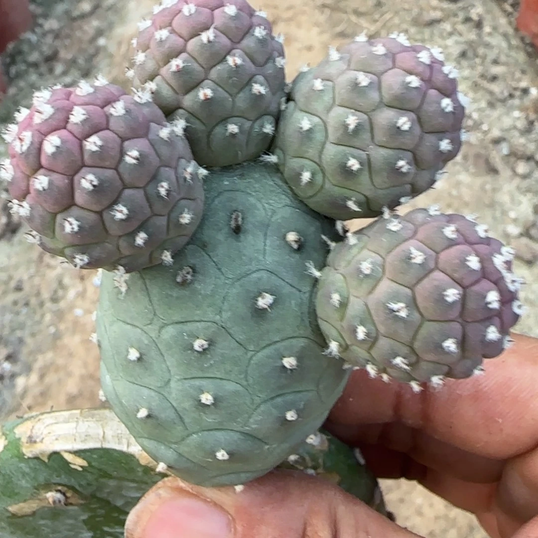 【闪购商品】无花朵五头绿波纹590