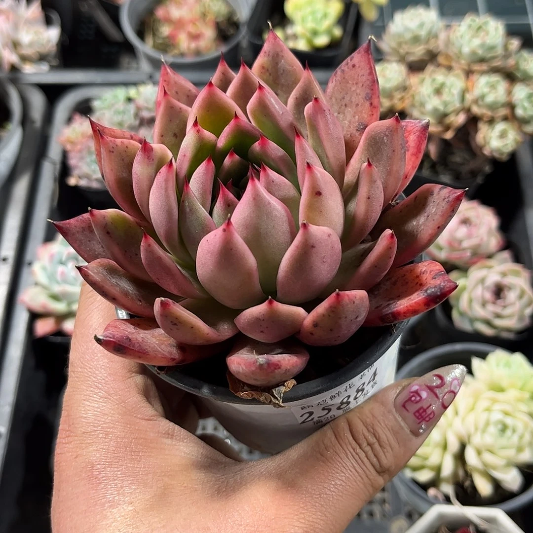 特**我25884一物一拍单头