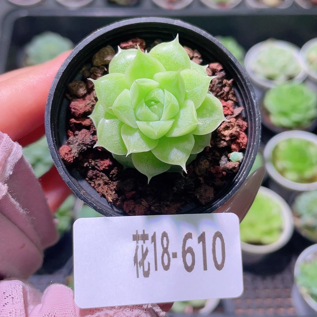 花利美18-610麦秆
