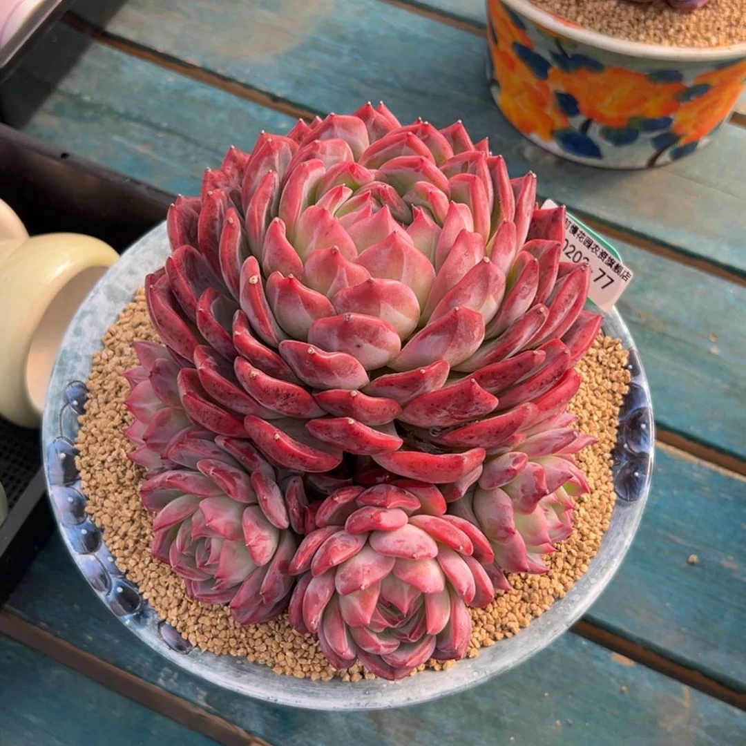 婆*多肉一物一拍0202-77带盆