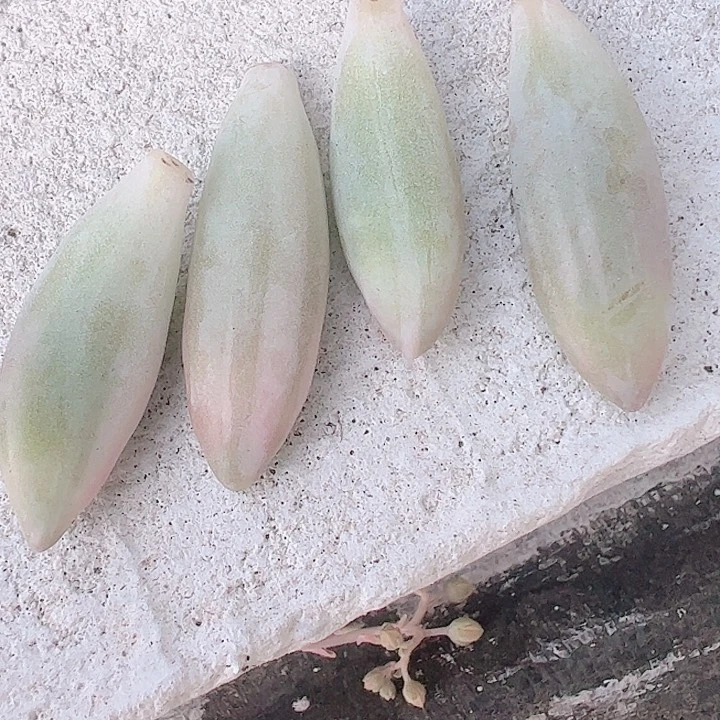 ?***Y多肉植物多肉植物
