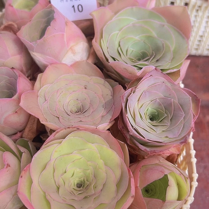 小*花山地玫瑰山地玫瑰10