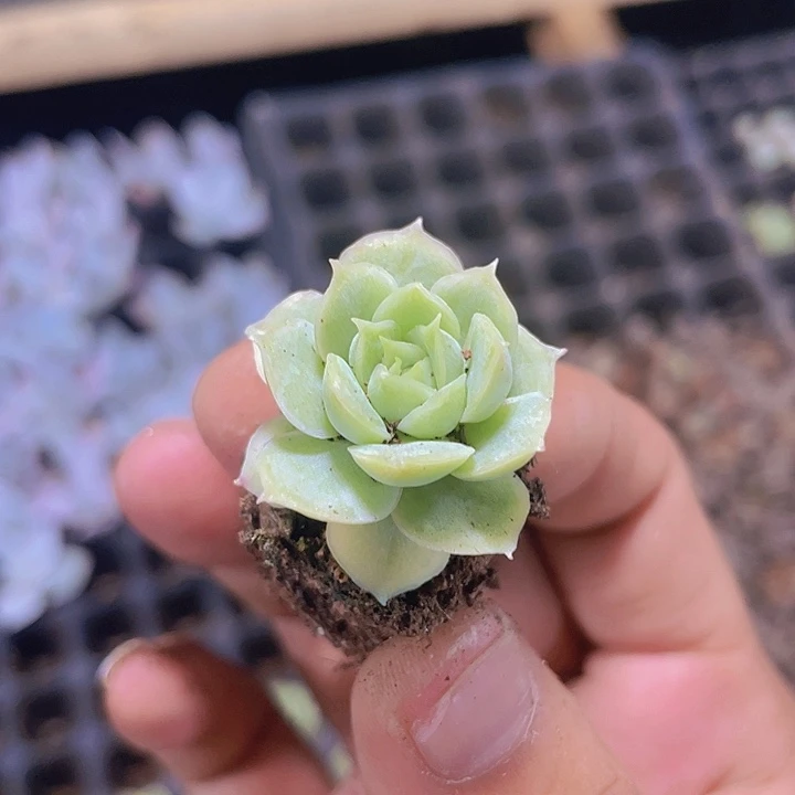 水晶虾饺精品多肉