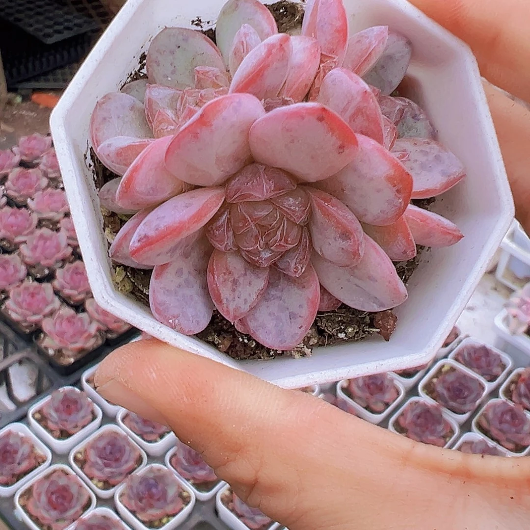 粉星星珍妮群19包邮