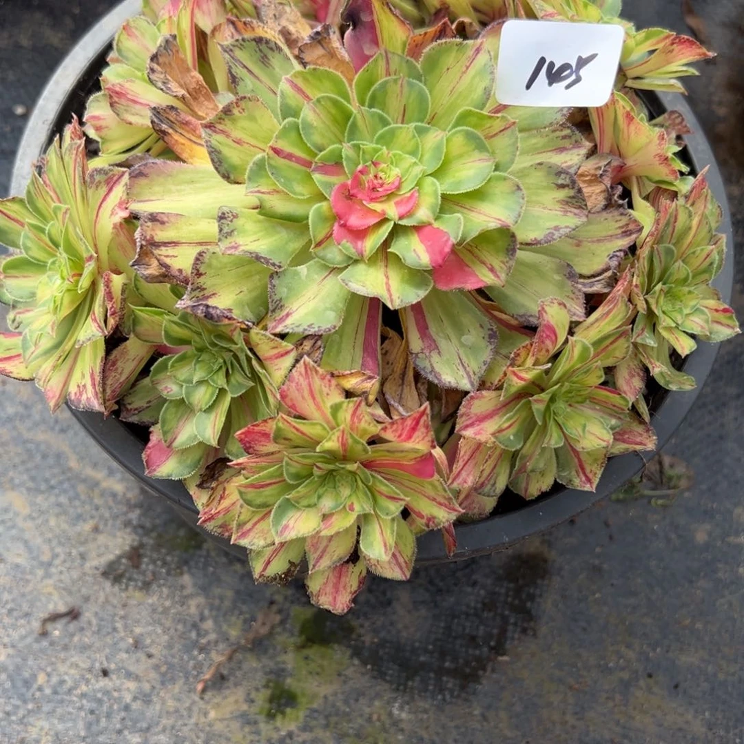 145知否四代多肉无根