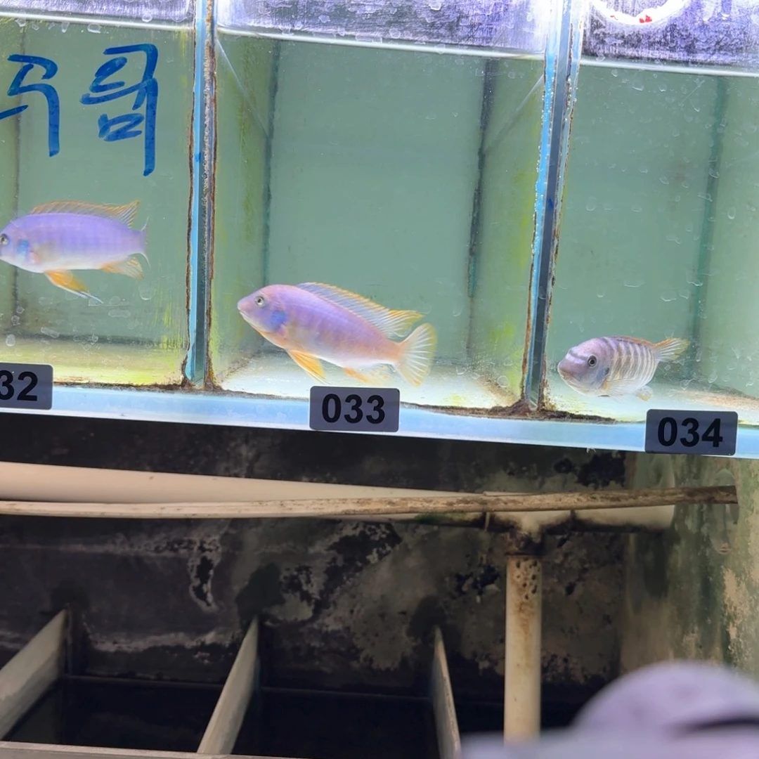 小***）慈鲷鱼33号mbj小丑