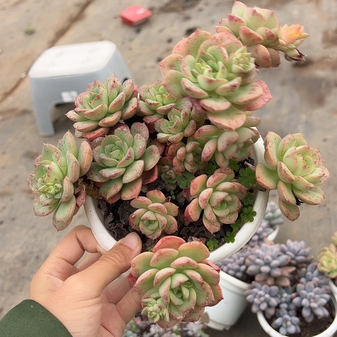 妮可沙拉玫瑰多头群生老桩特价