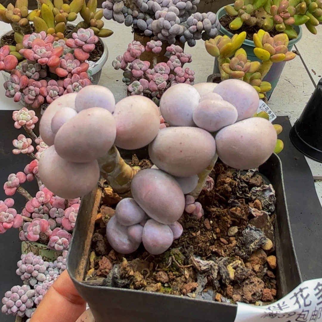 974芭比奶酪6cm多肉