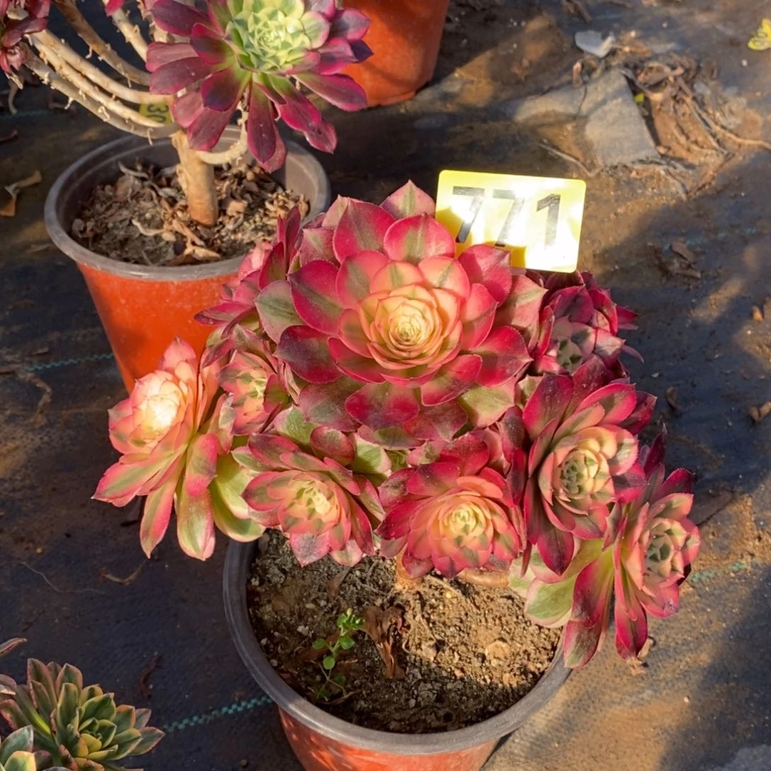 青城多肉法师771