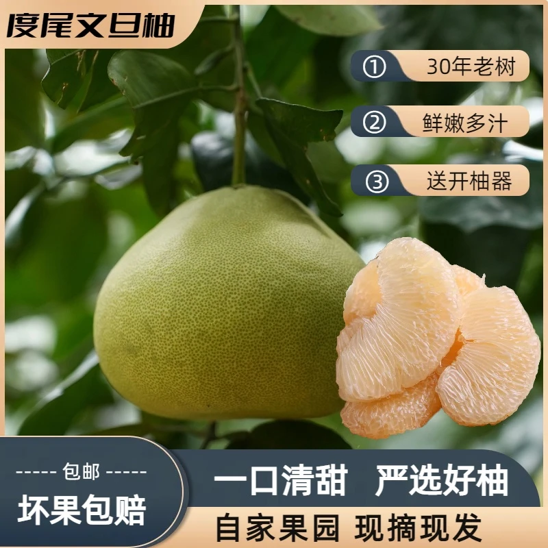 度尾文旦柚新鲜果子红心白肉蜜柚子老树现摘当季孕时令妇酸甜水果