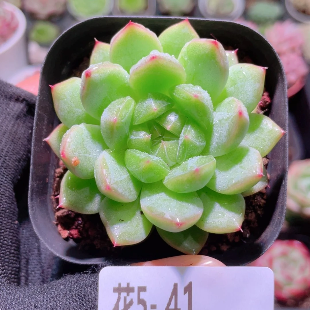 花利美5-41新品单头