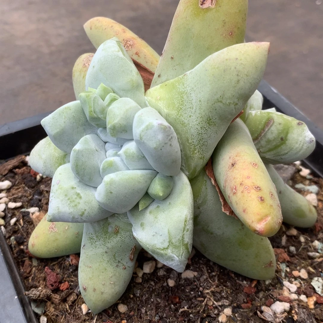 海星叶拇指，多肉植物