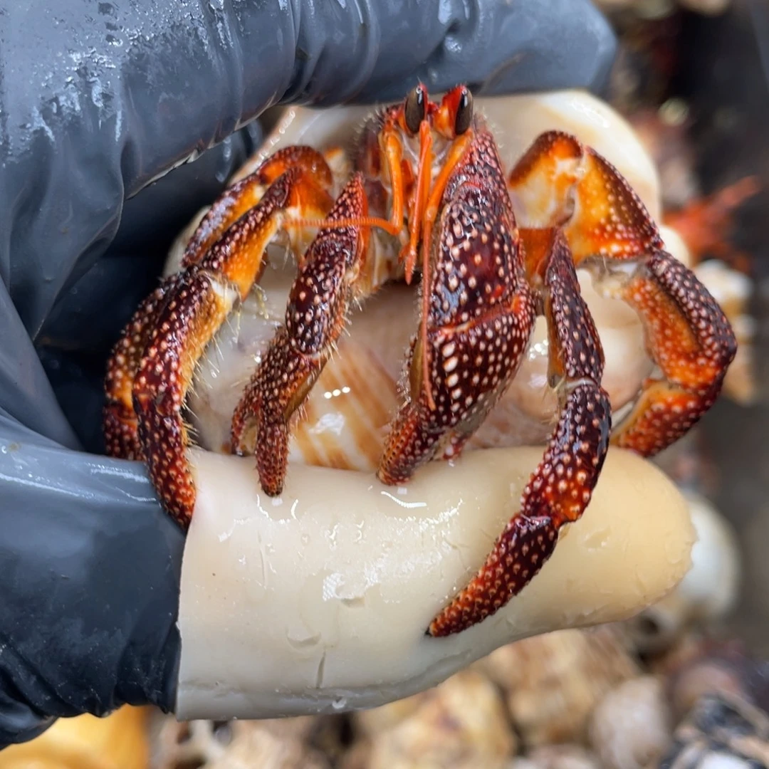 不退不换活体宠物67