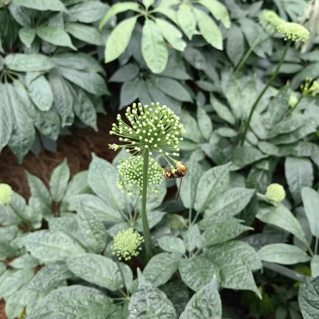 精选三七花文山田七花林下种植优质花 净重100克