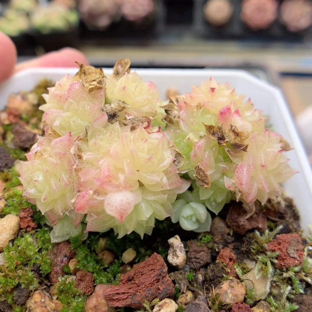 G41 ，柿子多肉20包邮两天凑单