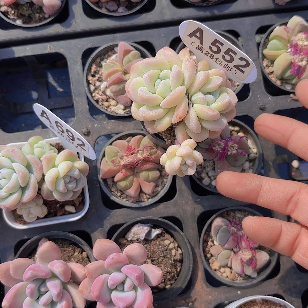 A552冰玉一物一拍