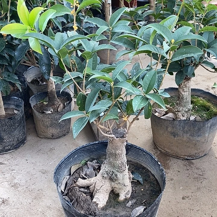 完全开放红色天香台阁