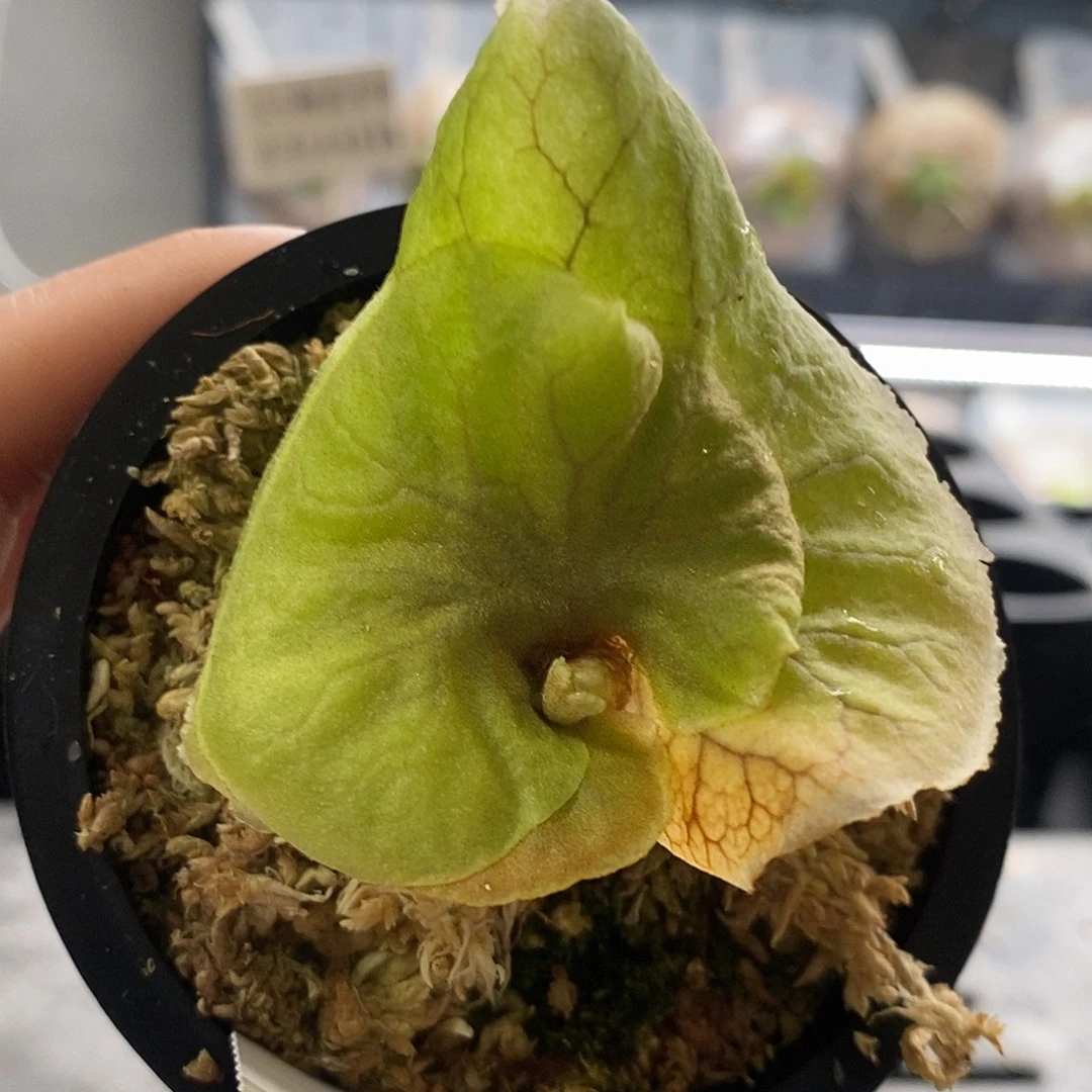 无花朵侏儒银叶亚猴