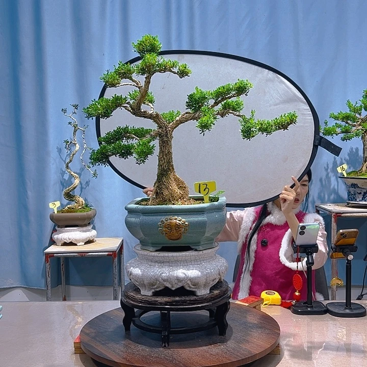 无花朵广东皱皮雀舌黄杨