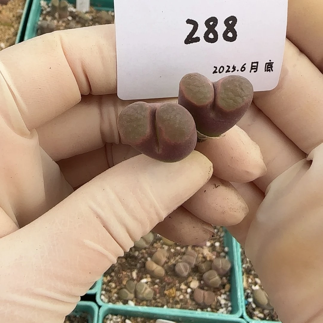 李***事多肉多肉多肉6.28-288