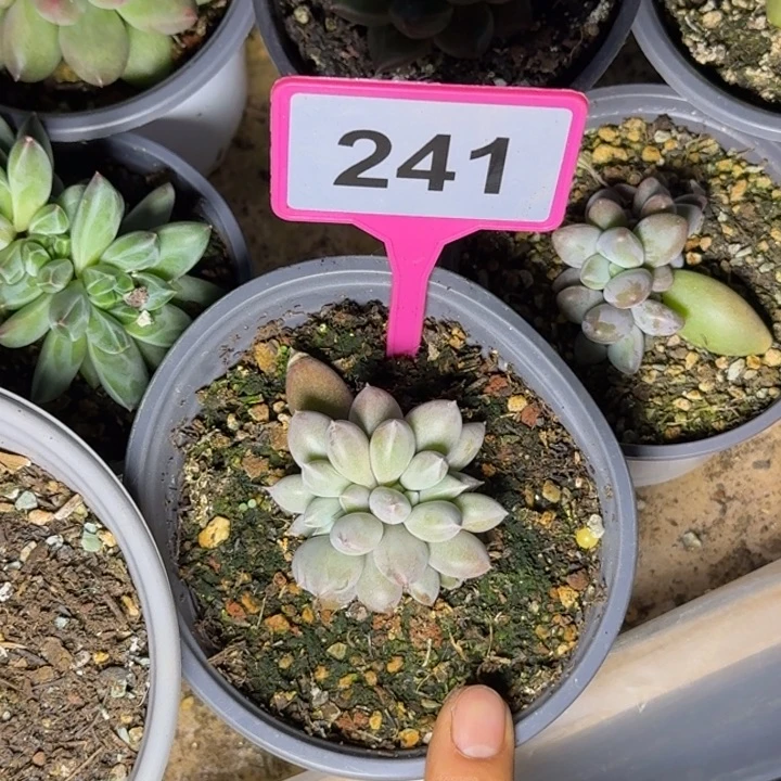 多肉植物海豚体哥特241