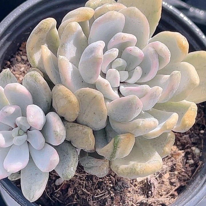 尚品园艺大理石美人老桩