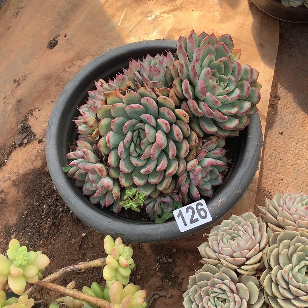 126荷花一物一拍多肉