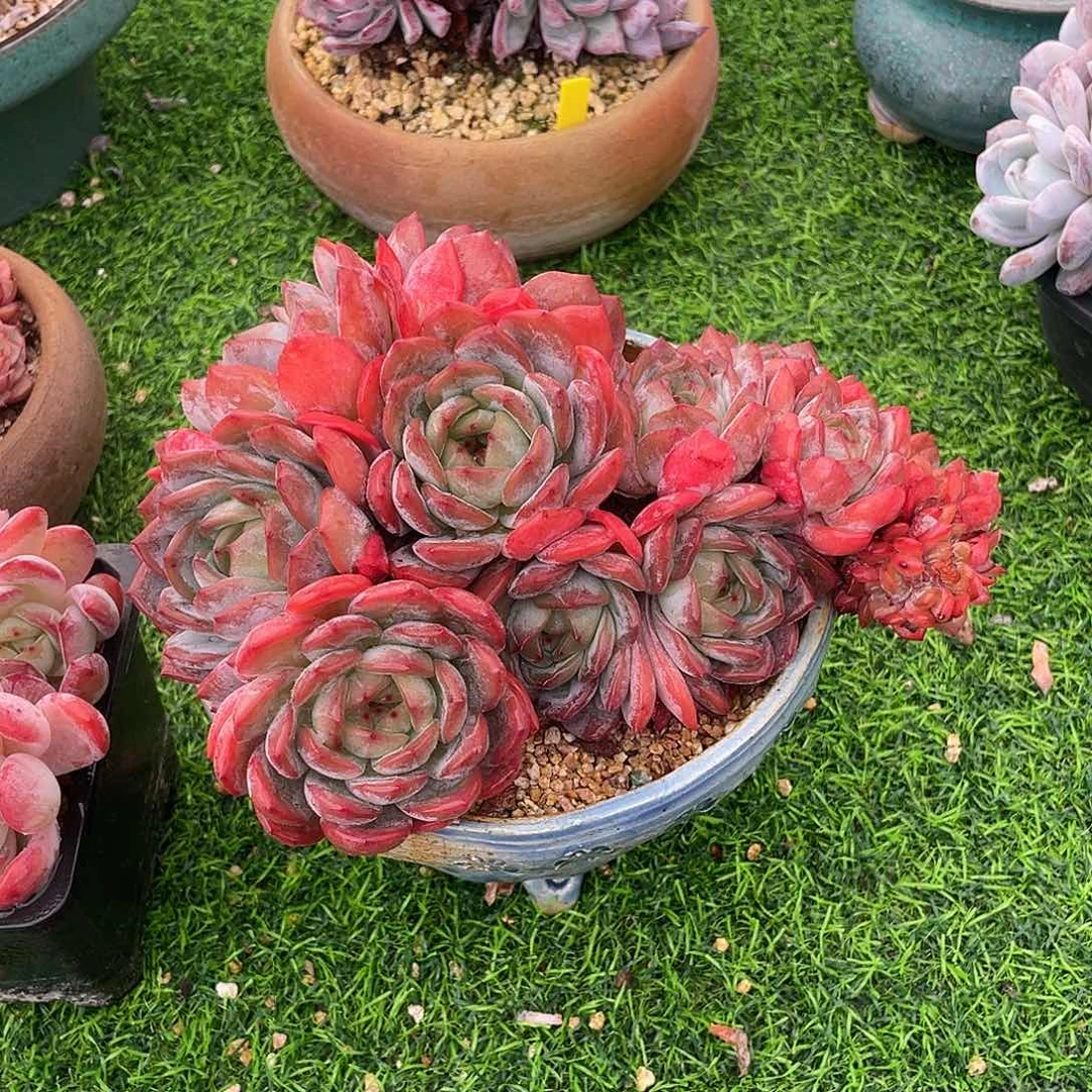 全明星缀化老桩多肉植物一物一拍
