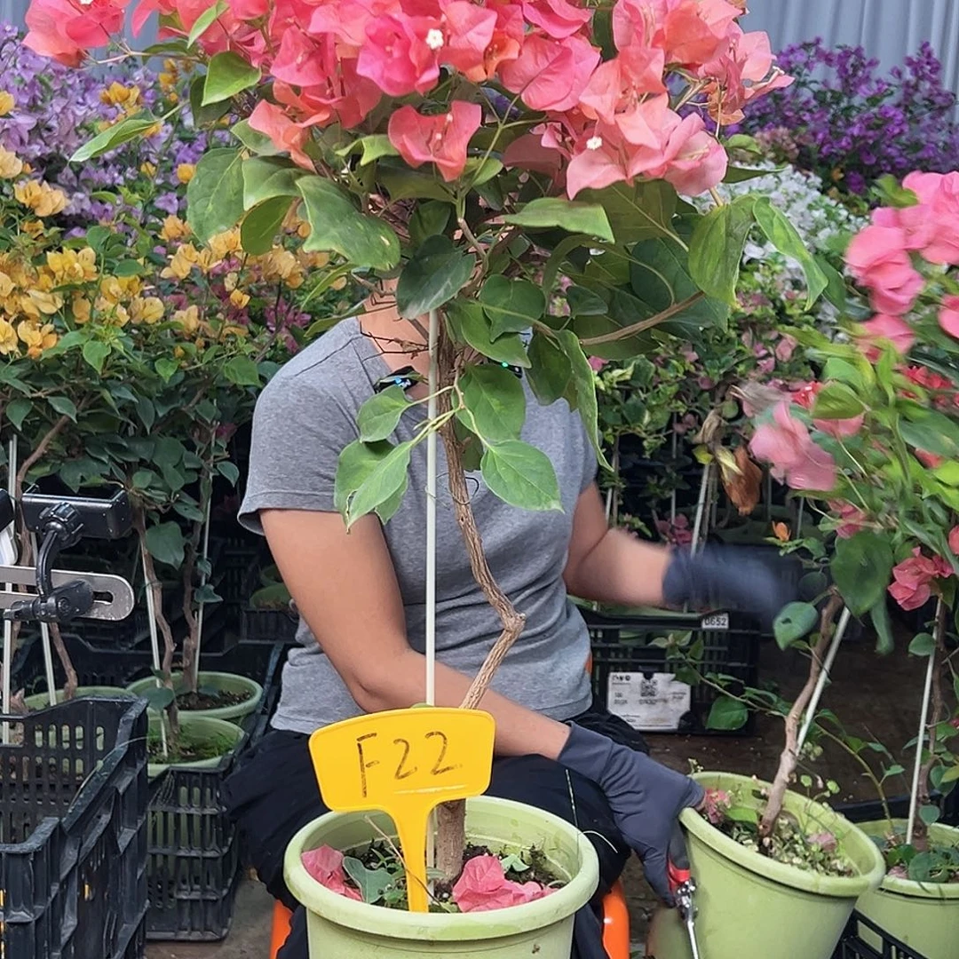 用***1大部分花苞少量开放F22暗夕