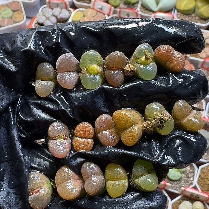 生石花11112。 福利。  120