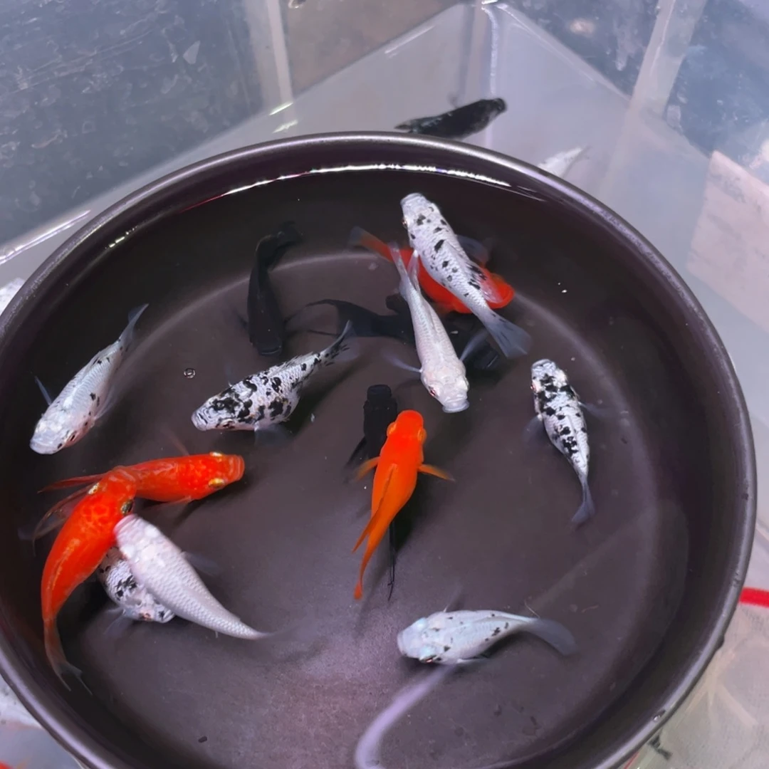 海水鱼玛丽球种鱼12+3备损