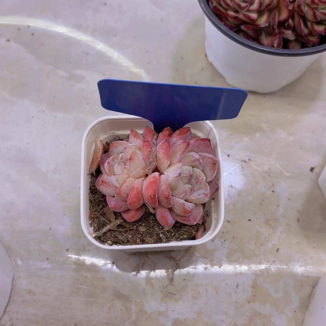 它****食我的小可爱们都好可爱