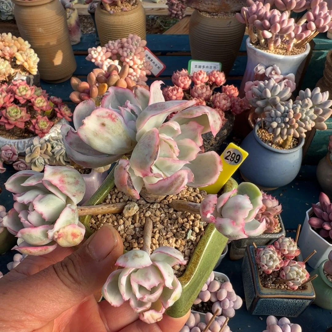 299号伯克利锦老桩无砍