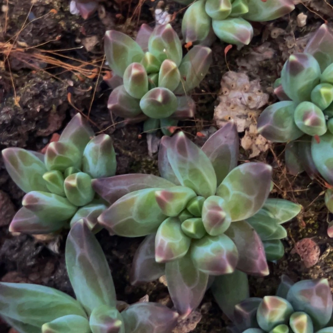 10棵美人系列多肉植物