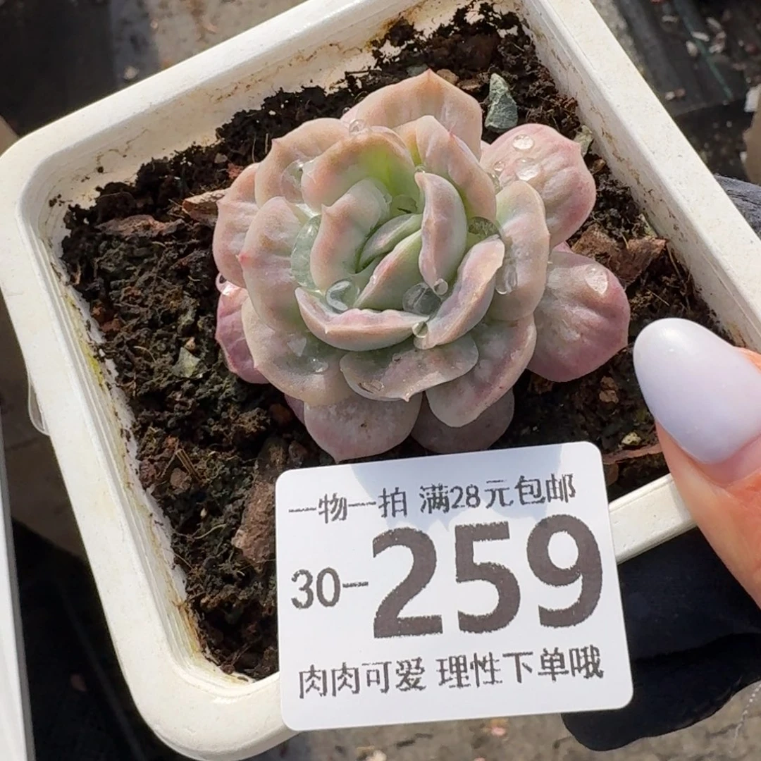 泡泡纱裙无盆土发货无