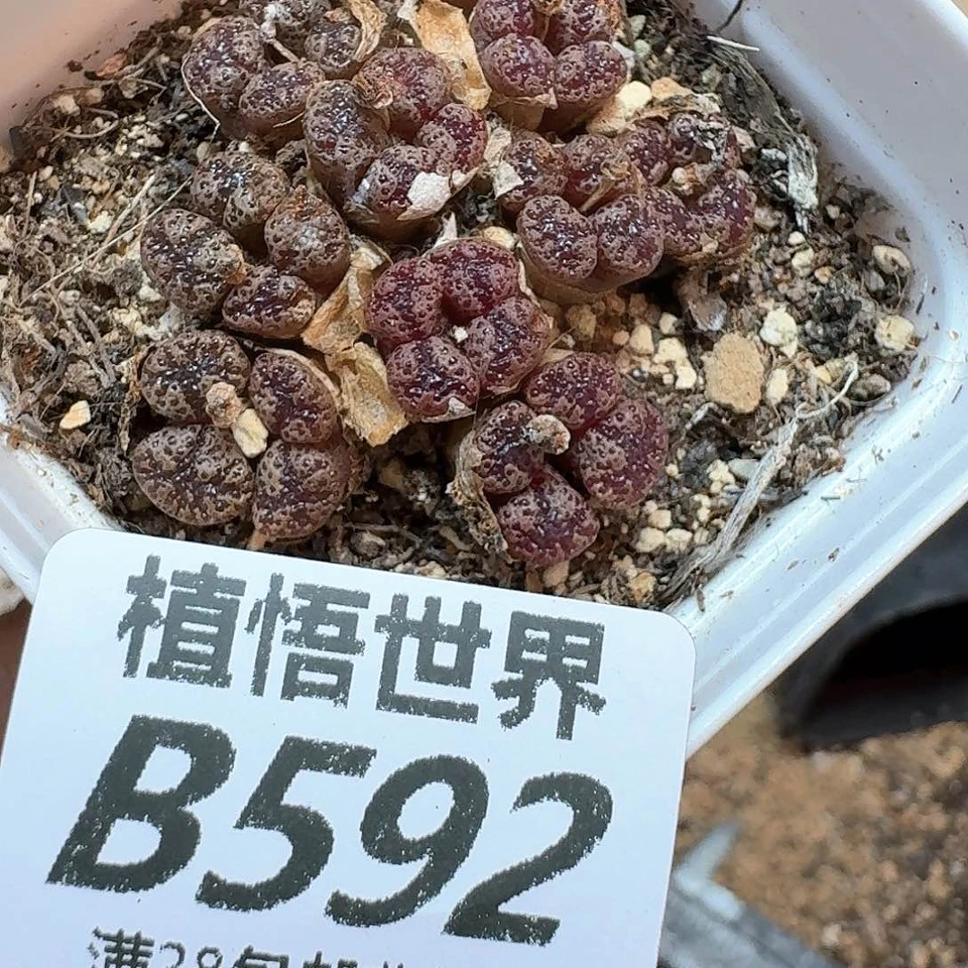 的润泽的润泽cvn n