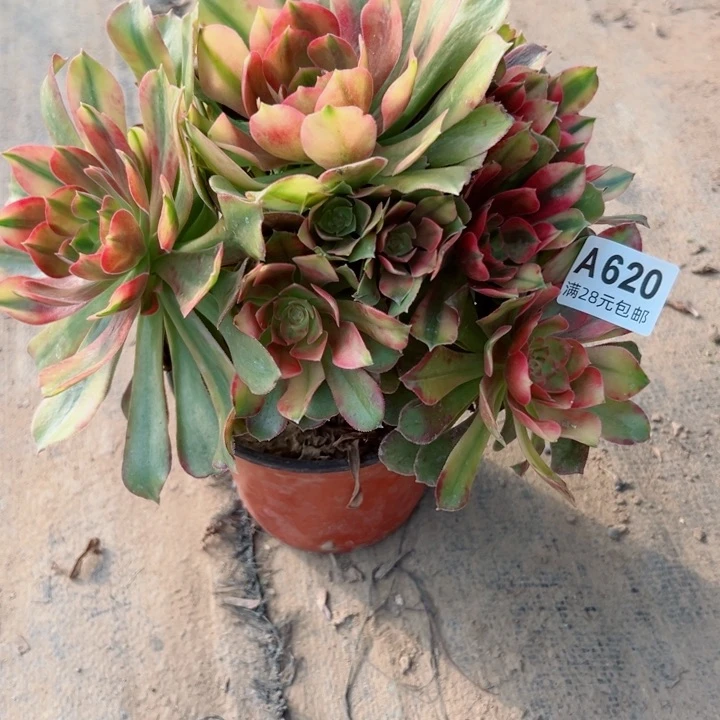 620洛神多肉植物