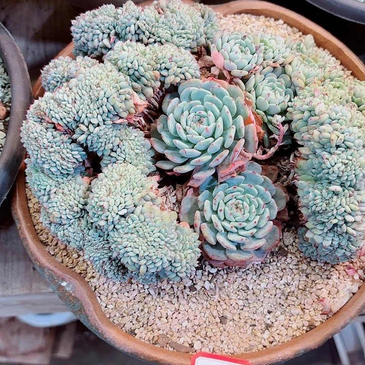 白胖子缀化一物一拍精品多肉23号