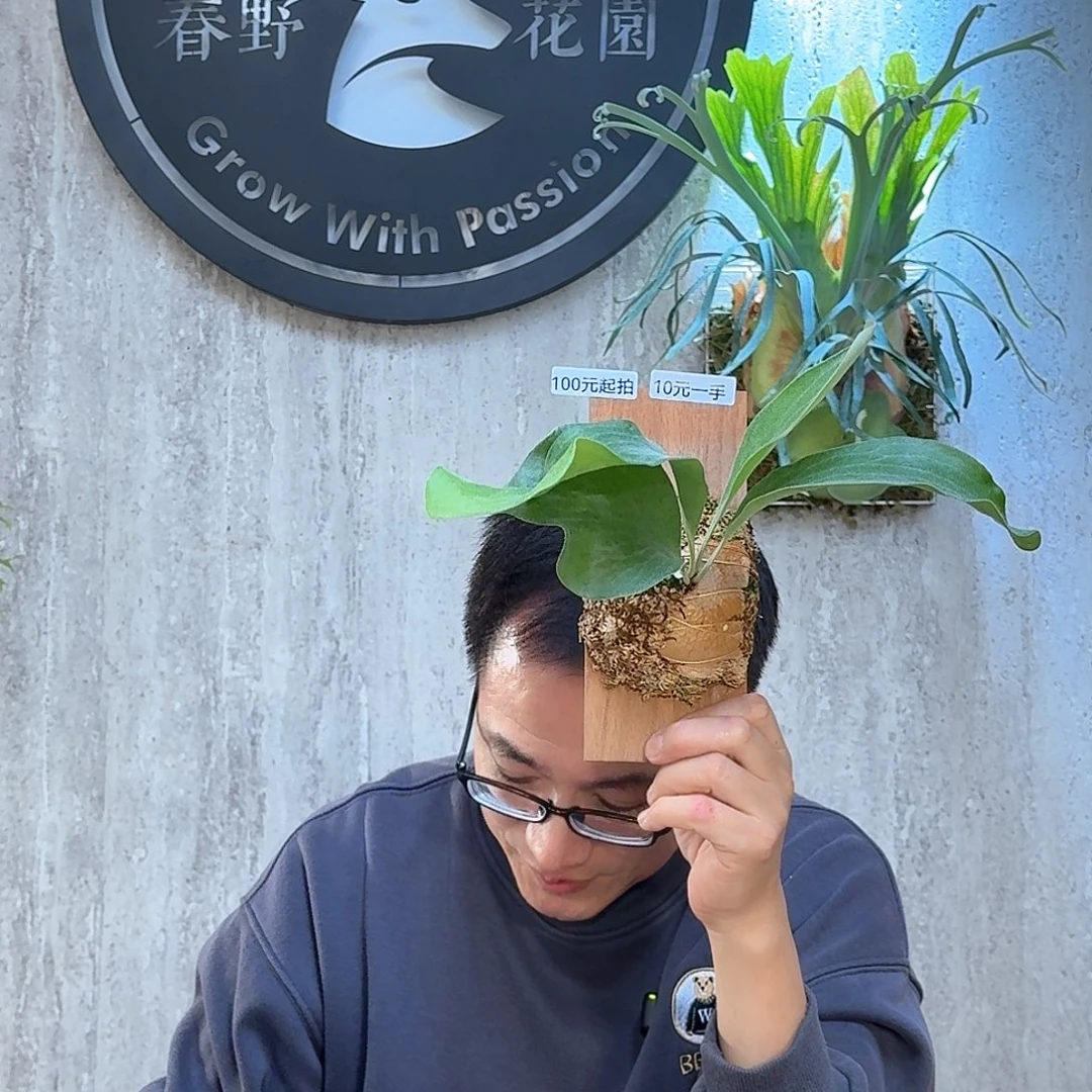 完全开放雷神鹿角蕨书签板